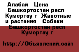 Алабай › Цена ­ 5 000 - Башкортостан респ., Кумертау г. Животные и растения » Собаки   . Башкортостан респ.,Кумертау г.